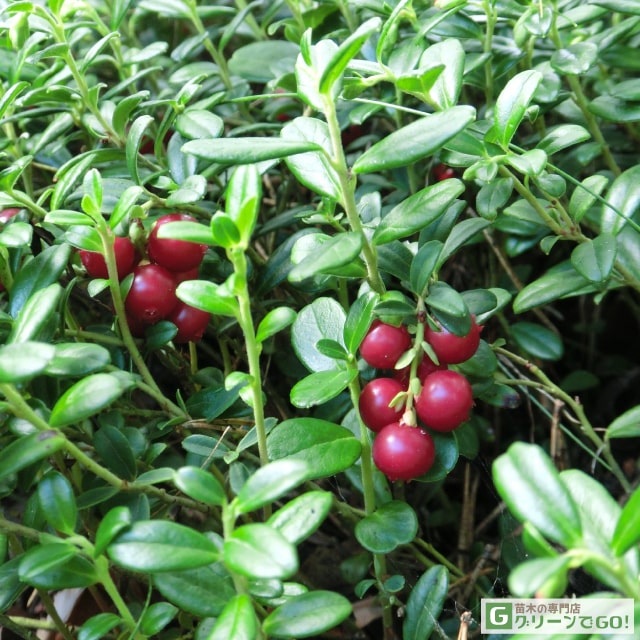 楽天市場】ハスカップ 苗 【 大実ハスカップ 】 ポット苗 ハニーベリー