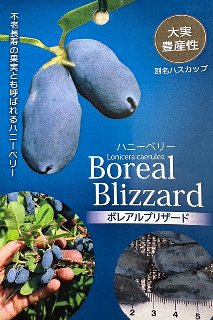 楽天市場】◇送料無料◇ ハスカップ 苗 【 大実ハスカップ 】 ポット苗