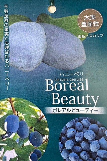 楽天市場】◇送料無料◇ ハスカップ 苗 【 大実ハスカップ 】 ポット苗