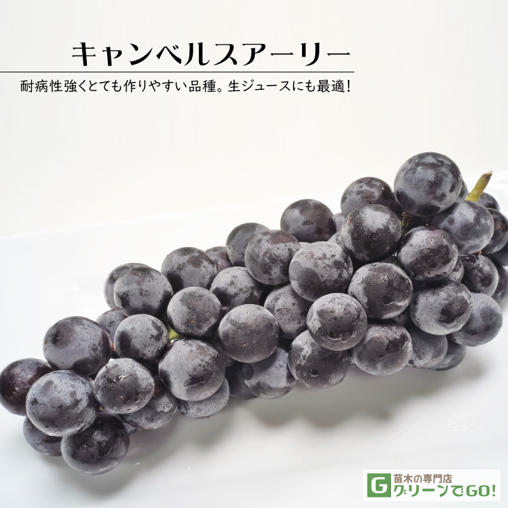 キャンベル 葡萄苗木 tn01-105-01.jpg