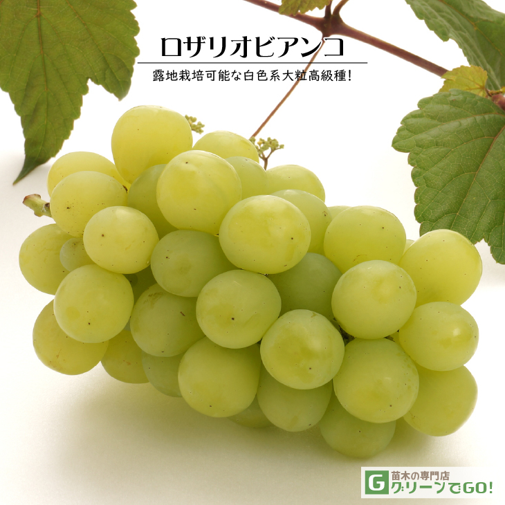 ぶどう☆様 楽天市場】ぶどう 苗木 【オリエンタルスター ［登録品種］】 1