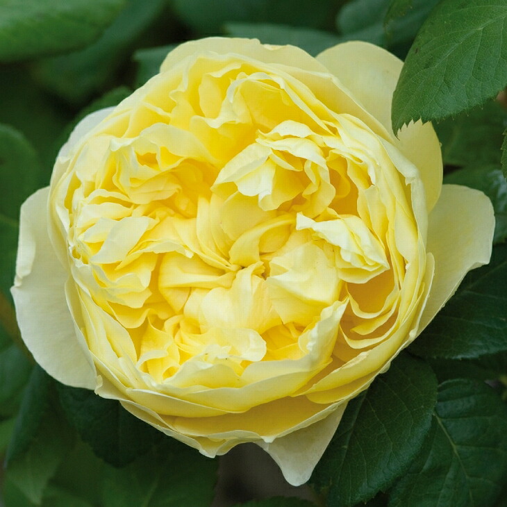 イングリッシュローズ接木大苗 イエローアンブリッジセット