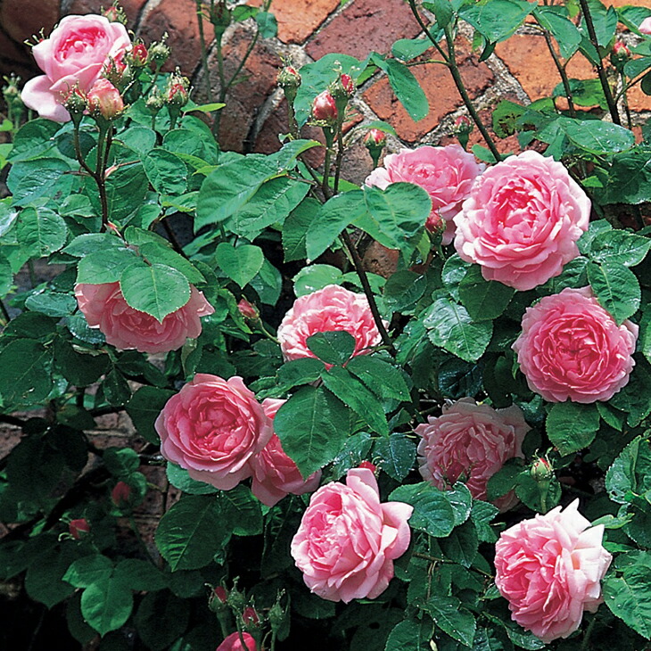 訳ありセール格安 送料無料 バラ 苗 イングリッシュローズ コンスタンス スプライ 一季咲き 3年生 接ぎ木特大苗 長尺苗 薔薇 ローズ バラ の 苗 北海道 沖縄は送料無料適用外です 代引不可 Ihmc21 Com