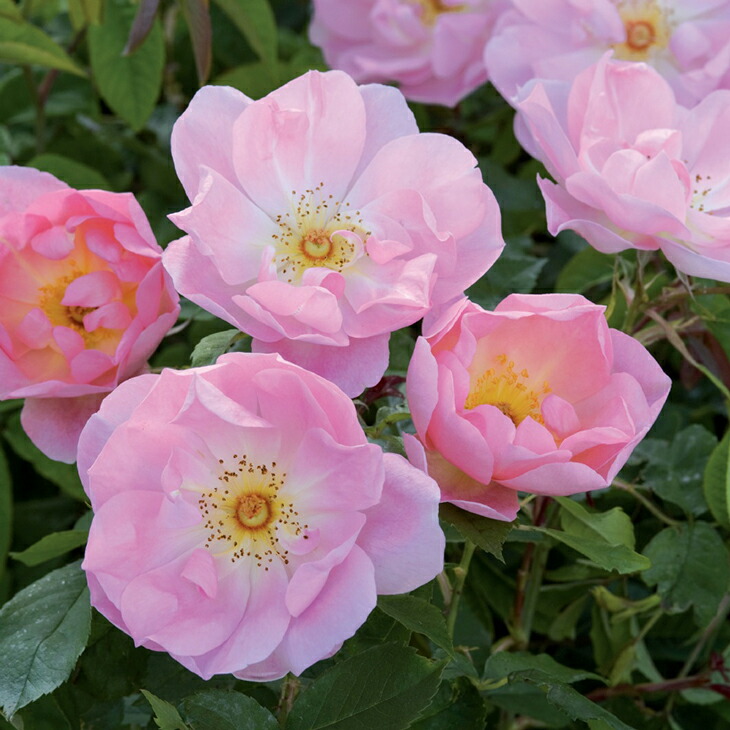 バラ花苗　切花品種　ユー　DAウエディングローズ　蕾あり　ER　接ぎ木　大苗 バラ 苗 京成 【優花 (FL) 中輪 四季咲き】 2年生 接ぎ木大苗