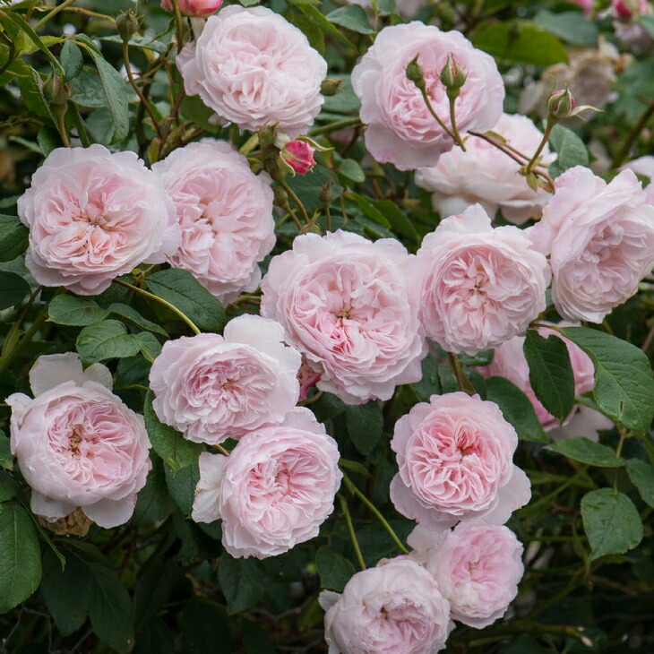 絶対一番安いの1 3m 苗 バラアーチを覆う つるバラ長尺苗 苗 オルブライトン いっきに誘引 花の苗物 イングリッシュローズ ランブラー 返り咲き 苗物 送料無料 バラ ジ 大輪 3年生 接ぎ木特大苗 長尺苗 ニーム小袋付き アーチ向け 薔薇 ローズ バラ の