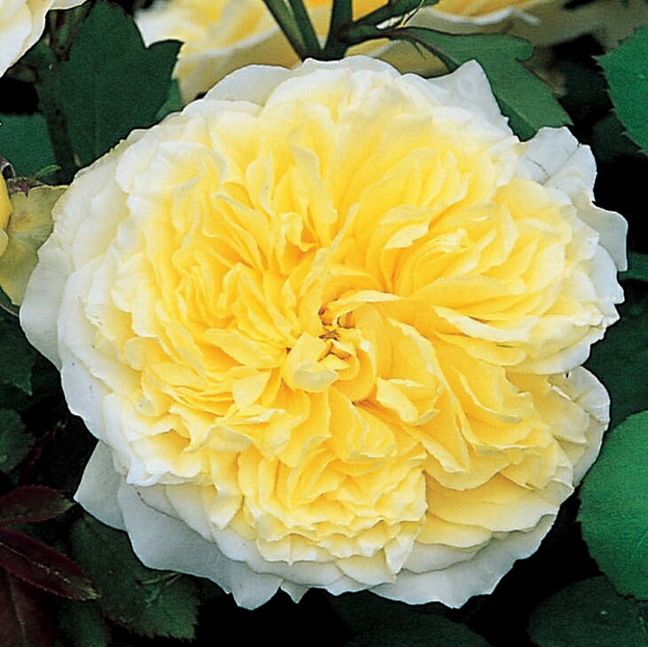 ベンジャミンブリテン★バラ大苗★イングリッシュローズ★デビットオースチン★バラ benjaminbritten3.jpg