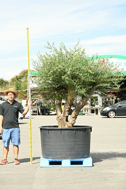 現品発送 原木オリーブの木 植木 国産 植木 この太さは樹齢の証生産販売だからできる卸価格 品種 不明 オリーブ 苗木 古木 瀬戸内 原木 オリーブ 鉢植え 品種 不明 枯れにくいナーセリーポット管理 オリーブ の 木 苗 シンボルツリー 生垣 庭木 植木