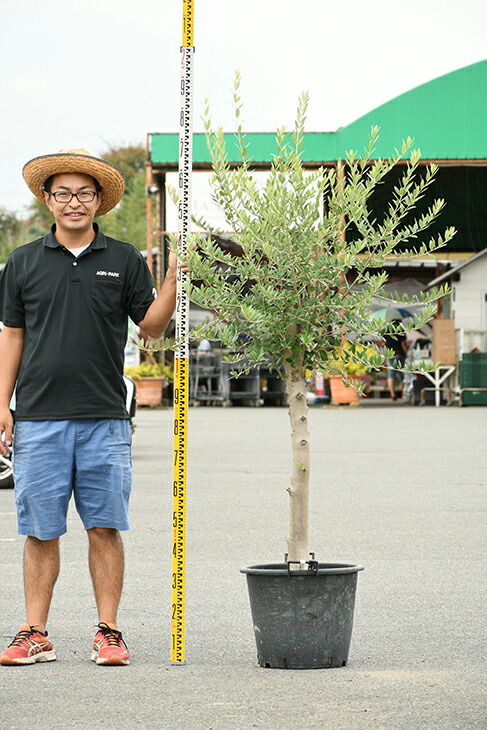 現品発送 オリーブ 苗木 古木 原木オリーブ 品種 不明 枯れにくいナーセリーポット管理 鉢植え オリーブ の 木 苗 シンボルツリー 生垣 庭木 植木 常緑樹 全国発送可 R309 Olive Liceochiloe Cl