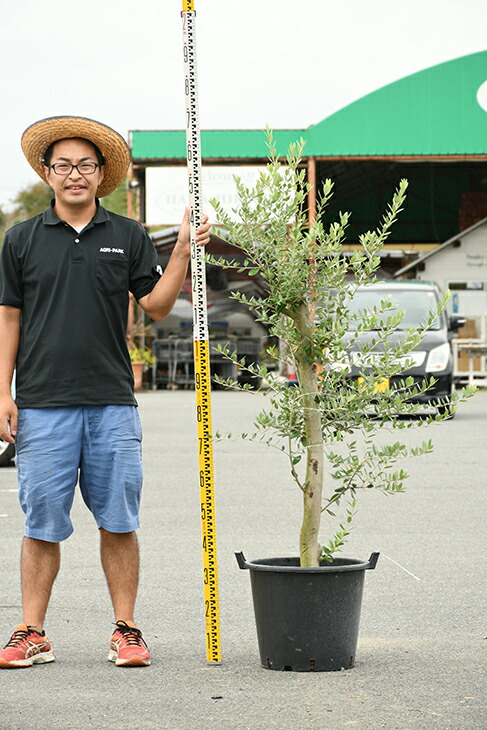 現品発送 オリーブ 苗木 古木 原木オリーブ 品種 不明 枯れにくいナーセリーポット管理 鉢植え オリーブ の 木 苗 シンボルツリー 生垣 庭木 植木 常緑樹 全国発送可 R309 21 Olive Liceochiloe Cl