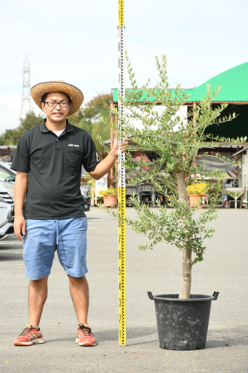 現品派出 オリーブ 若樹形図 古木 原木オリーブ 種類 おぼつかない 枯れにくいナーセリーポットメンテ 鉢植え オリーブ の 木 苗 象徴樹木 生垣 庭木 植木 常緑樹 全国発送可 R309 22 Olive Orbisresearch Com