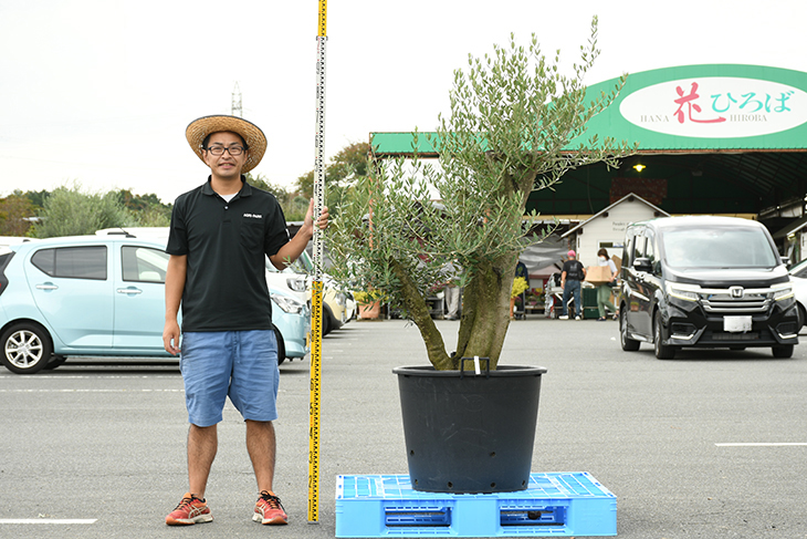 現品発送 オリーブ 苗木 古木 原木オリーブ 品種 不明 枯れにくいナーセリーポット管理 鉢植え オリーブ の 木 苗 シンボルツリー 生垣 庭木 植木 常緑樹 全国発送可 R309 33 Olive Liceochiloe Cl