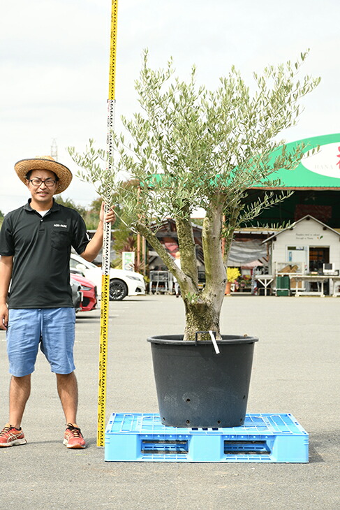 現品発送 オリーブ 苗木 古木 原木オリーブ 品種 不明 枯れにくいナーセリーポット管理 鉢植え オリーブ の 木 苗 シンボルツリー 生垣 庭木 植木 常緑樹 全国発送可 R309 48 Olive Oswegocountybusiness Com