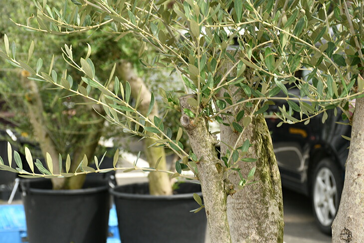 現品発送 オリーブ 苗木 古木 原木オリーブ 品種 不明 枯れにくいナーセリーポット管理 鉢植え オリーブ の 木 苗 シンボルツリー 生垣 庭木 植木 常緑樹 全国発送可 R309 48 Olive Oswegocountybusiness Com