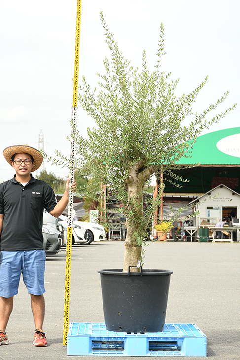 現品発送 オリーブ 苗木 古木 原木オリーブ 品種 不明 枯れにくいナーセリーポット管理 鉢植え オリーブ の 木 苗 シンボルツリー 生垣 庭木 植木 常緑樹 全国発送可 R309 49 Olive Liceochiloe Cl