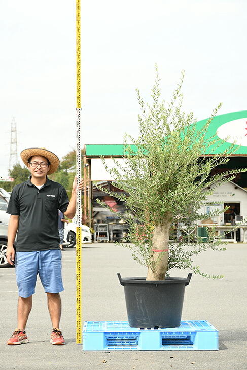 現品発送 オリーブ 苗木 古木 原木オリーブ 品種 不明 枯れにくいナーセリーポット管理 鉢植え オリーブ の 木 苗 シンボルツリー 生垣 庭木 植木 常緑樹 全国発送可 R309 50 Olive Oswegocountybusiness Com