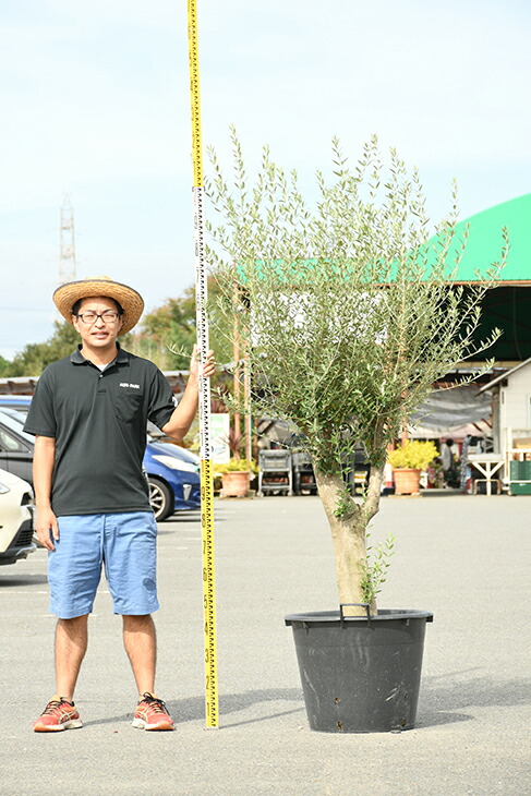 現品発送 オリーブ 苗木 古木 原木オリーブ 品種 不明 枯れにくいナーセリーポット管理 鉢植え オリーブ の 木 苗 シンボルツリー 生垣 庭木 植木 常緑樹 全国発送可 R309 60 Olive Brikk Ph