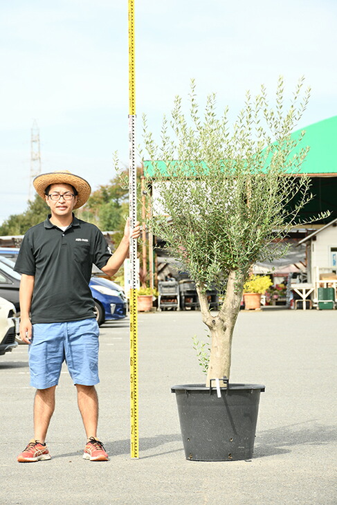 現品発送 オリーブ 苗木 古木 原木オリーブ 品種 不明 枯れにくいナーセリーポット管理 鉢植え オリーブ の 木 苗 シンボルツリー 生垣 庭木 植木 常緑樹 全国発送可 R309 60 Olive Liceochiloe Cl