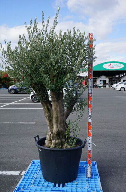 楽天市場】オリーブの木 苗木 【ジャンボカラマタ】 接ぎ木苗 ポット苗