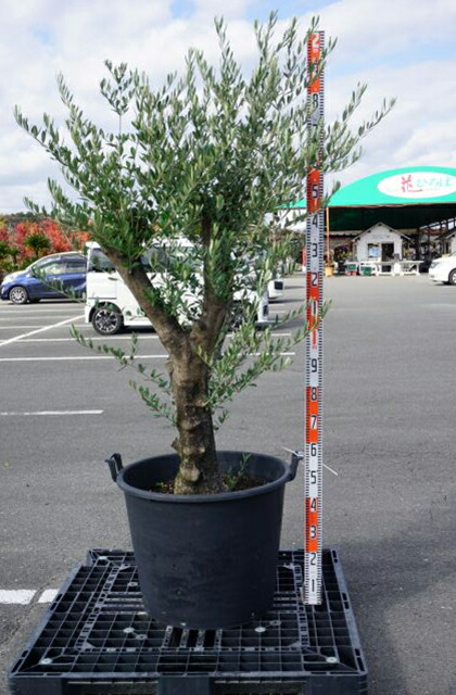 楽天市場】オリーブの木 苗木 【アルベキナ】 約1.0m 3年生 ポット苗