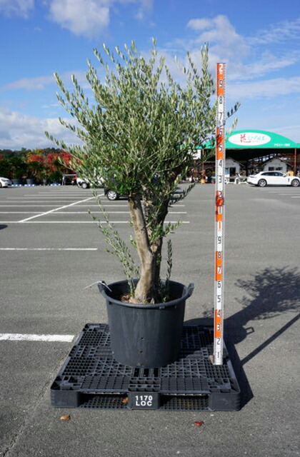 楽天市場】オリーブの木 苗木 【ジャンボカラマタ】 接ぎ木苗 ポット苗