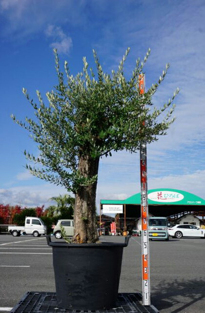 楽天市場】オリーブの木 苗木 【アルベキナ】 約1.0m 3年生 ポット苗