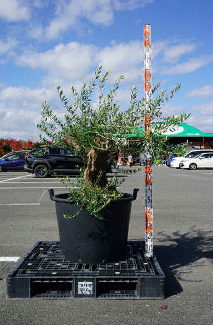 楽天市場】オリーブの木 苗木 【アルベキナ】 約1.0m 3年生 ポット苗