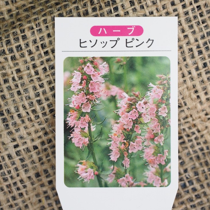 ハーブ 苗 3号ポット苗 ハーブティー 料理 ハーブバス ドライフラワー ポプリ 庭植え 人気定番の