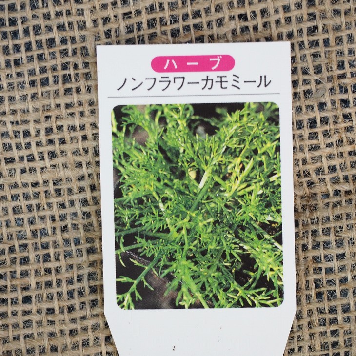 カモミール 苗 【ノンフラワーカモミール】 3号ポット苗×5株セット ハーブ 苗 セット 庭植え