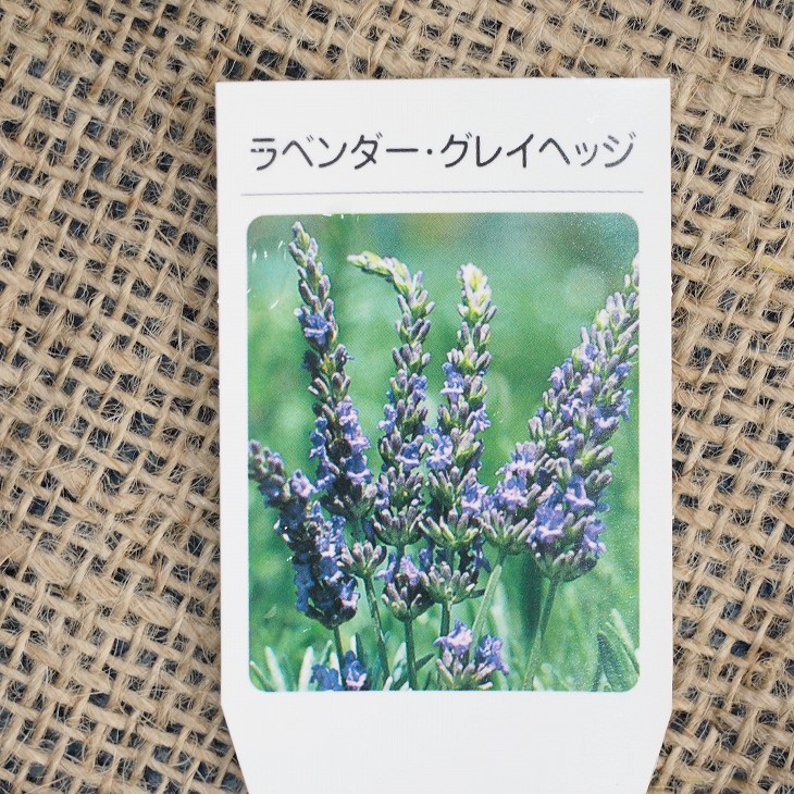 楽天市場 ラベンダー ハーブ 苗 ミスドニングトン 3号ポット苗 ハーブ 苗 ハーブティー 料理 ハーブバス ドライフラワー ポプリ 庭植え 苗木の専門店 グリーンでｇｏ