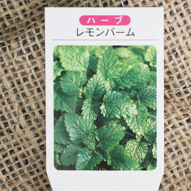 楽天市場 ゼラニウム 苗 ハーブゼラニウム レモンバームゼラニウム 3号ポット苗 ハーブ 苗 品種 ドライフラワー ポプリ 庭植え 苗木の専門店 グリーンでｇｏ