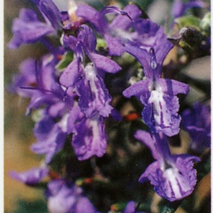 楽天市場】ローズマリー 苗 【アブラクサス】 3号ポット苗 ハーブ 苗