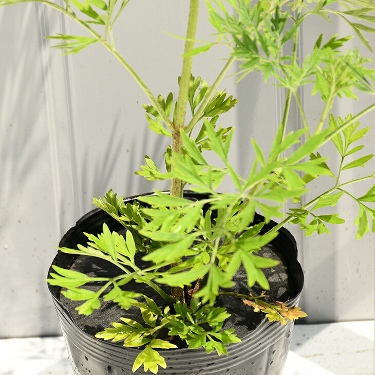 楽天市場 ハーブ 苗 エルダーフラワー 細葉 約0 4m ポット苗 ハーブティー 料理 エルダーベリー 苗木の専門店 グリーンでｇｏ