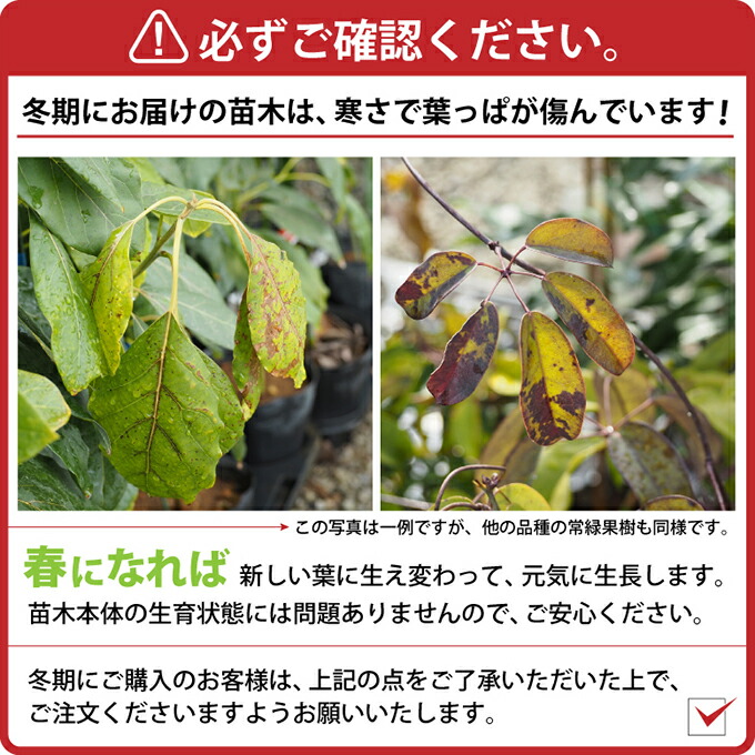 楽天市場 ブラジル いちごの木 苗 セレージャ 約0 2m ポット苗 苗木 熱帯果樹 常緑 観葉植物 苗木の専門店 グリーンでｇｏ