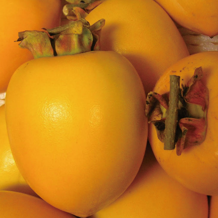 楽天市場】柿 苗木 【渋柿 富士柿 （ふじがき）】 3年生 接ぎ木 約1.3m