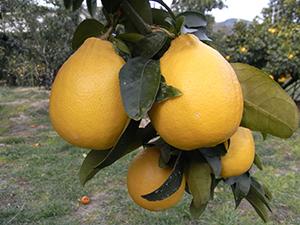 家庭菜園でおすすめの柑橘類と育て方｜菜園のプロ監修！栽培方法や剪定