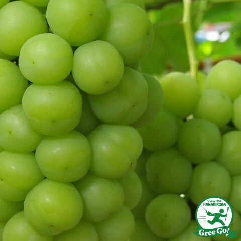 送料無料 つる性植物 ぶどう 苗木 瀬戸ジャイアンツ 通販 3年生 ウイルスフリー 接ぎ木苗 落葉樹 ニーム小袋付き ビニールポット Or ルーツポーチ植え 葡萄 ぶどうの木 通販 果樹 苗 落葉樹 つる性植物 北海道 沖縄は送料無料適用外です 苗木の専門店