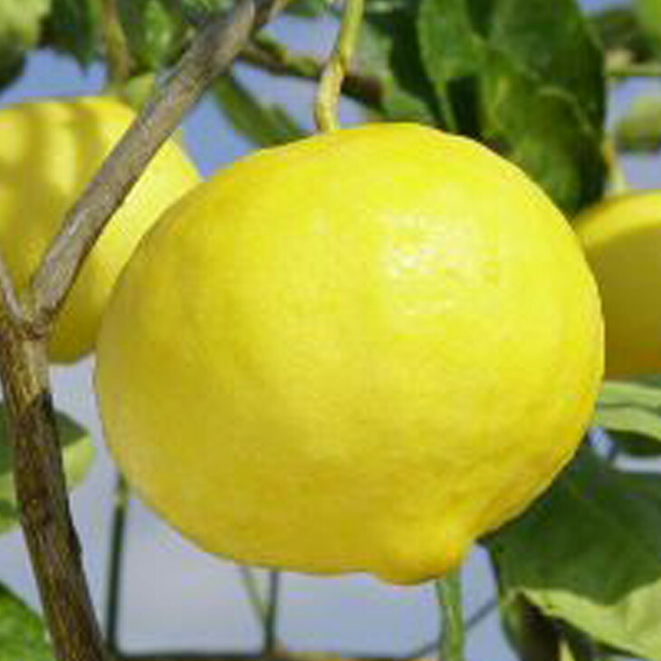 種なしライム 【フレーバーグリーン】3年生 接ぎ木 鉢植え