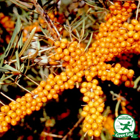 楽天市場 シーベリー 苗 実が成るメス木 ヘルゴ 0 7m ポット苗 沙棘 サジー 苗木 シンボルツリー 庭木 目隠し 寄せ植え 苗木の専門店 グリーンでgo 楽天市場 シーベリー 苗 実が成るメス木 ヘルゴ 0 7m ポット苗 沙棘 サジー 苗木 シンボルツリー 庭木 目隠し 寄せ植え 苗木の専門店 グリーンでgo