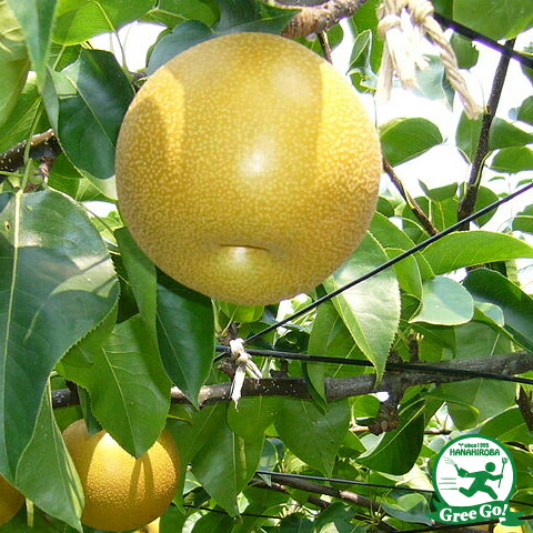 梨　甘太　苗木　実付き 楽天市場】梨 苗木 【甘太】 1年生接木苗 単品 or 受粉樹セット