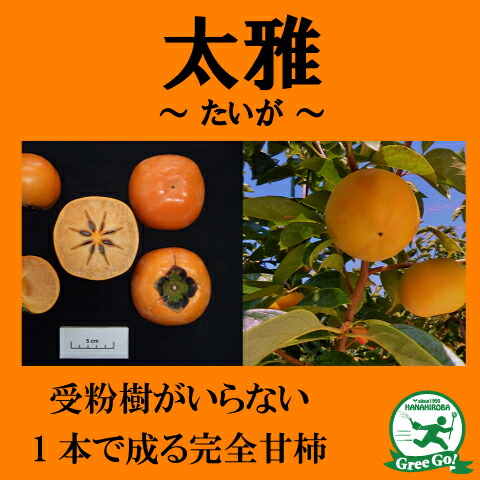 柿 麗玉柿 れいぎょくがき  4年生 カキ（柿）：れいぎょく（麗玉）4～5号ポット の通販 | 園芸ネット