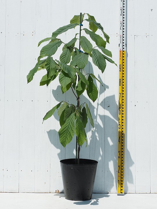 送料無料 ポポー苗木 ウェールズ 4年生 接ぎ木苗 8号ポット植え ニーム小袋幸運 ポーポー 奇矯効果 苗 成り物 果樹苗 北海道 沖縄は送料無料当て嵌めるアウトサイドです Marchesoni Com Br