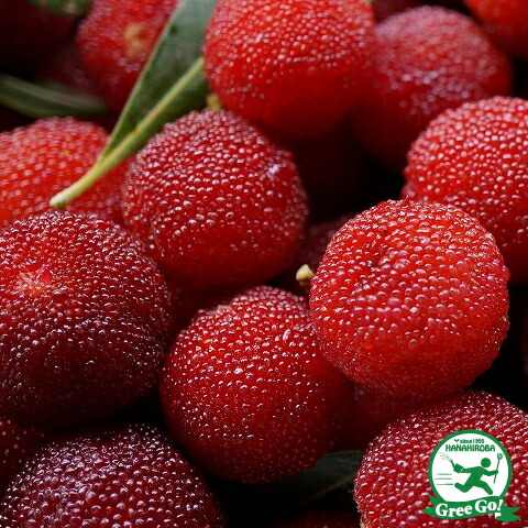 やまもも 楽天市場】山桃 苗木 【十六山桃】 1年生 接ぎ木 ポット苗 やまもも 苗