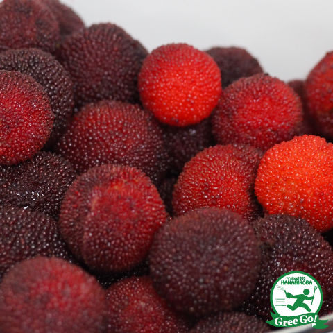 こごみ株 コミネ公式】AK-353 CMAXマウスガードバラクラバ | KOMINE