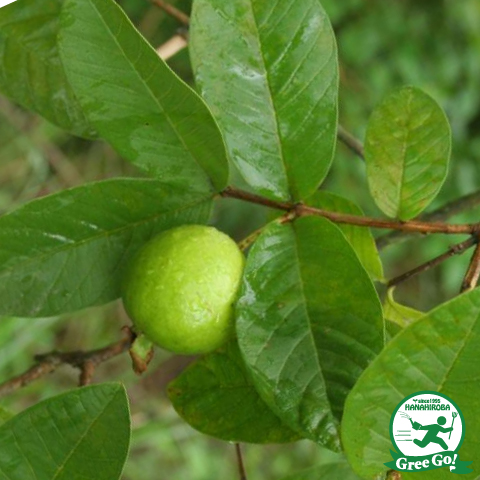 楽天市場】スターフルーツ 苗【ゴレンシ：五斂子 ハニージャンボ