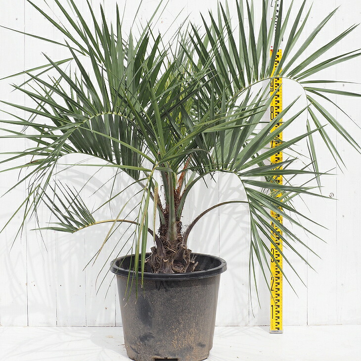 ヤシ 苗木 【ヤシの木 ココスヤシ】 約0.9m ポット苗 南国風 庭 木 苗木 観葉植物 植木 庭木 シンボルツリー 常緑樹 高木 | 苗木の専門店  グリーンでＧＯ！