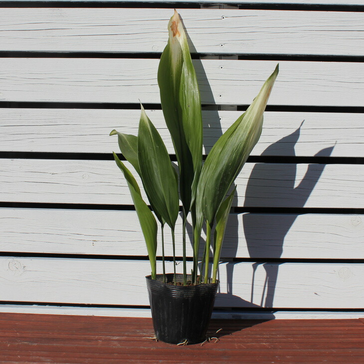 楽天市場 ハラン 苗 アケボノハラン 5号ポット苗 苗木 植木 庭木 生垣 目隠し グランドカバー 耐寒性 日陰 常緑多年草 低木 苗木の専門店 グリーンでｇｏ