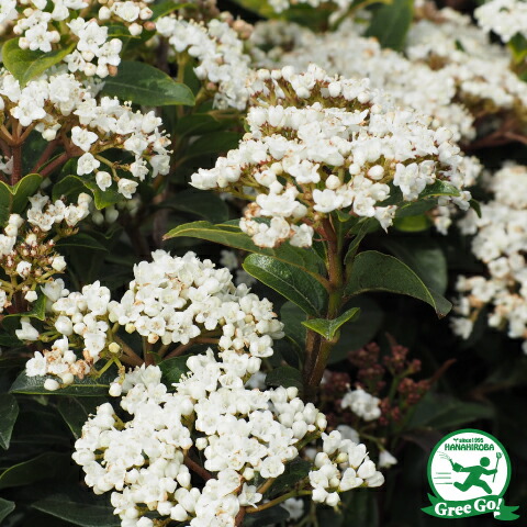 楽天市場】[楽天市場店限定価格] ◇グリGO!冬の大感謝祭◇ ヒサカキ 苗