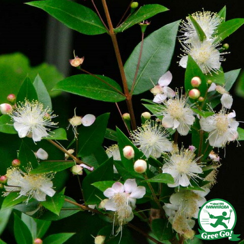 楽天市場 ギンバイカ マートル 苗 ミルタス 約0 6m ポット苗 苗木 植木 花木 庭木 生垣 目隠し ハーブ 常緑樹 低木 苗木の専門店 グリーンでｇｏ