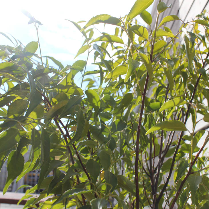 【楽天市場】ハイノキ 苗 【ハイノキ】 株立ち 根巻き苗 灰の木 苗木 植木 花木 庭木 シンボルツリー 常緑樹 高木:苗木の専門店 グリーンでGO!