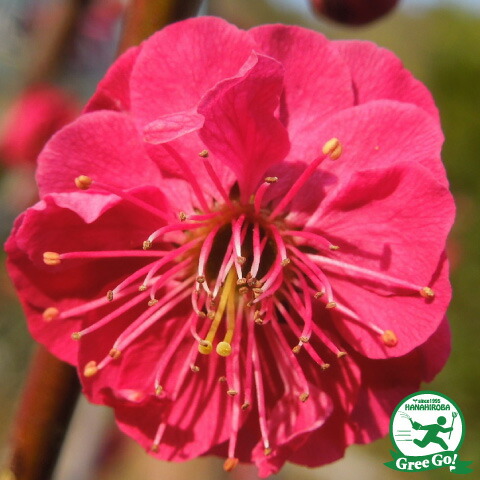 楽天市場】花梅 苗 【鹿児島紅梅 （かごしまこうばい）】 2年生 接ぎ木 大苗 はなうめ 苗木 庭木 落葉樹 シンボルツリー : 苗木の専門店  グリーンでＧＯ！